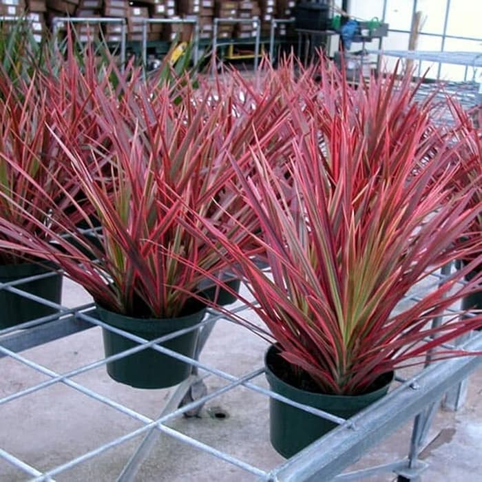 bunga hias tricolor merah