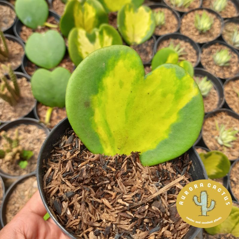 KAKTUS SKULEN love hoya variegata
