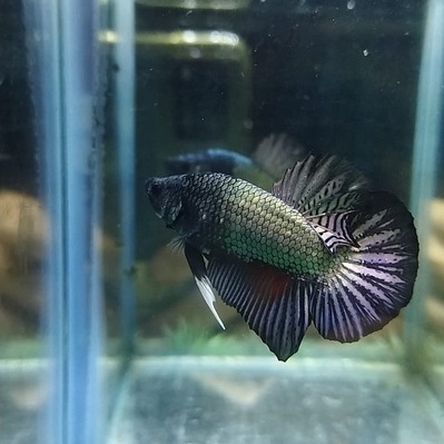 IKAN CUPANG PK BLACK COPPER/DRAGON COPPER 100% REALPICT (KODE AL4)