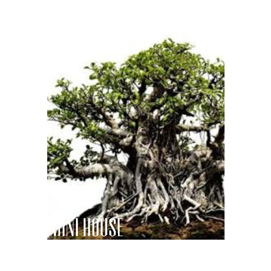 BIJI BIBIT BENIH BONSAI ARA IMPORT