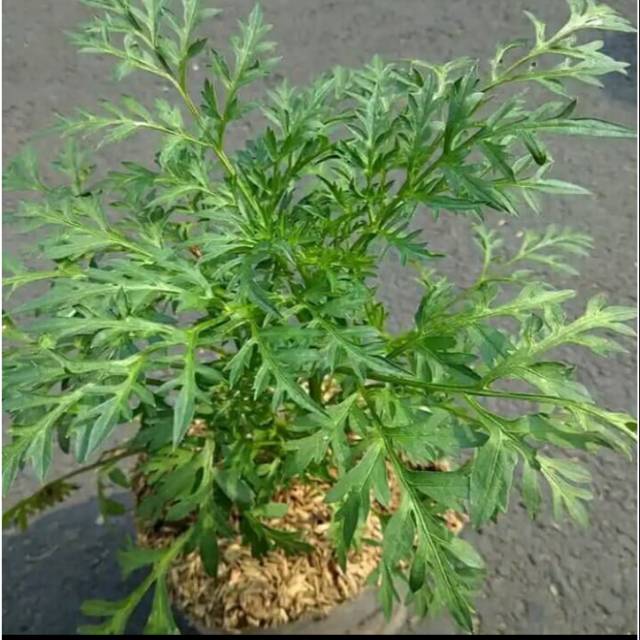 

Bibit tanaman herbal kenikir lalap