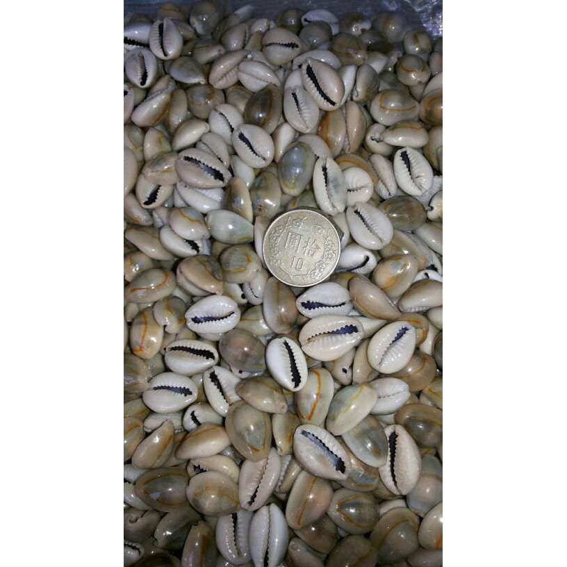 

biji congklak asli keong/bks