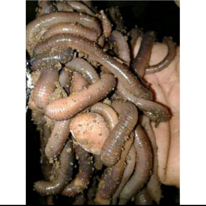 cacing kalung cacing tanah fres(200gr)