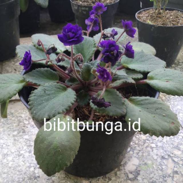 Begonia violces purple /begonia mawar ungu bunga tumpuk bibit tanaman hias bunga