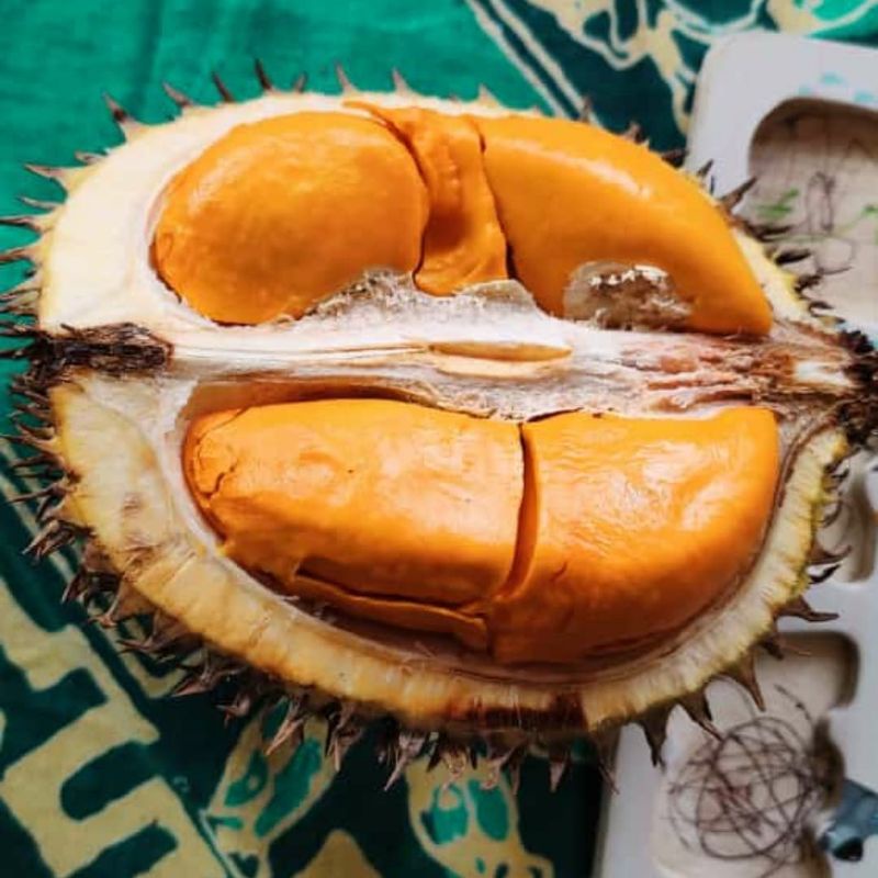 Bibit Durian Lay Super terlaris