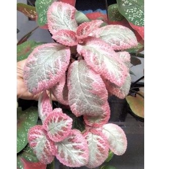 Episcia Cleopatra