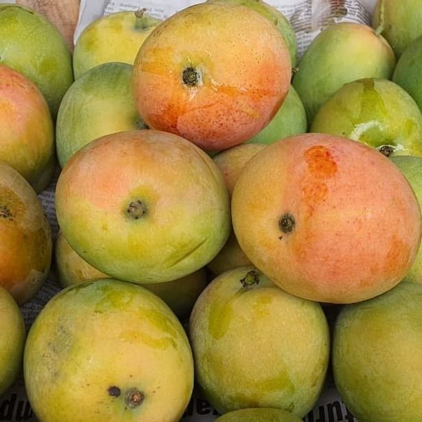 

MANGGA GEDONG GINCU