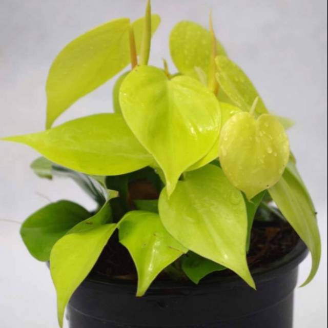 Tanaman hias srigading belanda - sirih belanda