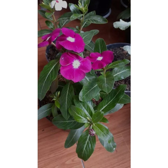 TANAMAN HIAS HIDUP VINCA WARNA RANDOM