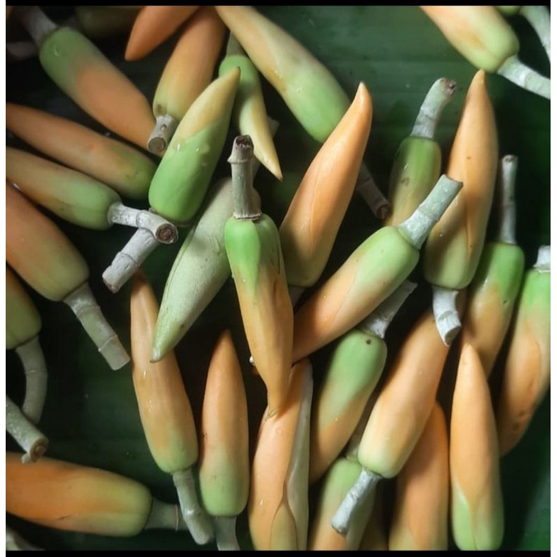 Bunga Kantil kuning kantil putih