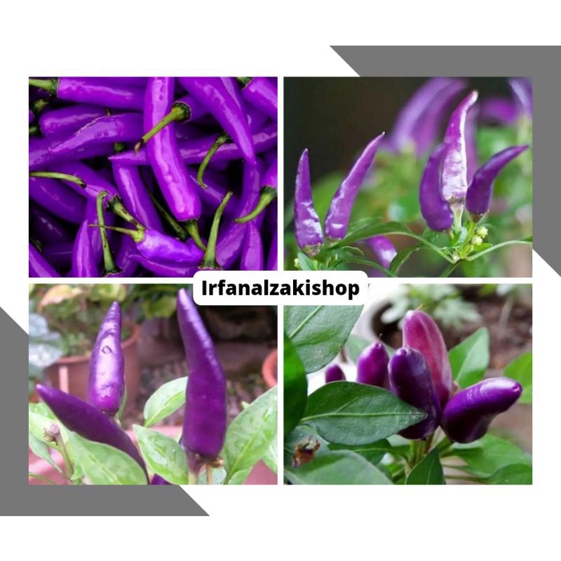 Biji Benih Cabe / Cabai Ungu Purple pepper Import / Cabai Ungu Candle / Cabe Rawit /Tanaman hias / C
