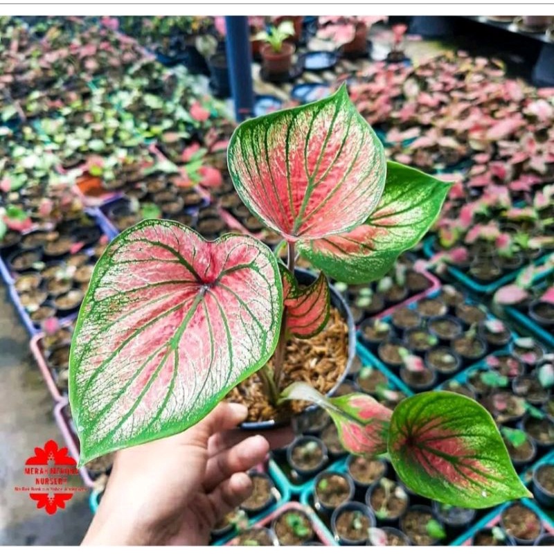 Umbi Caladium Lenova - keladi hias import thailand