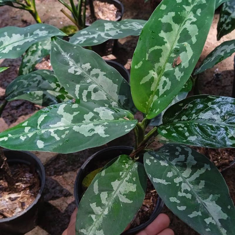 aglonema pictum be colour/pictum becolor/bibit pictum/pohon unik/pohon langka