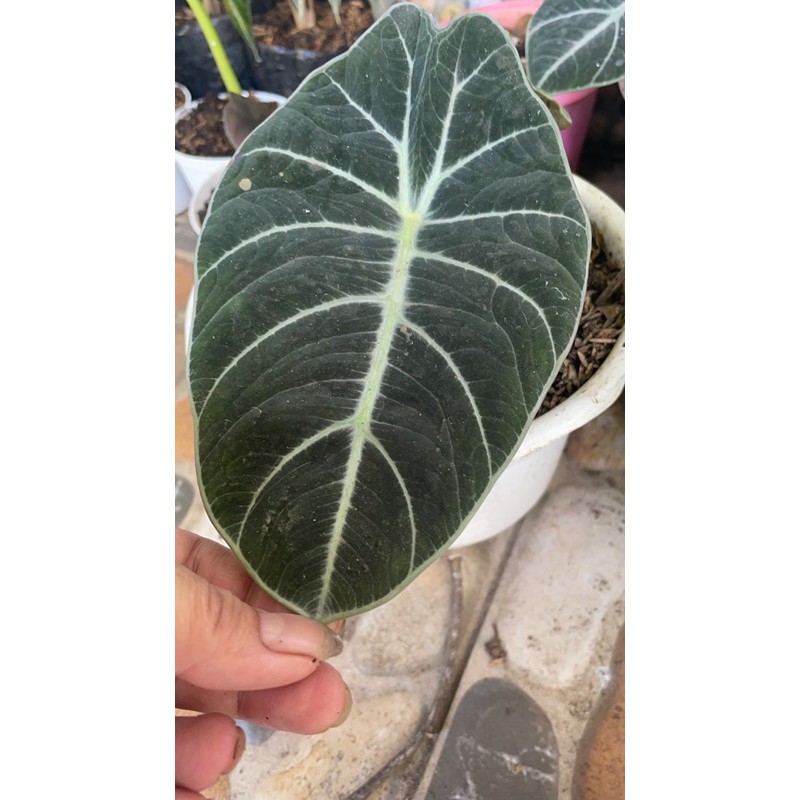 alocasia black velvet / alocasia keladi tengkorak