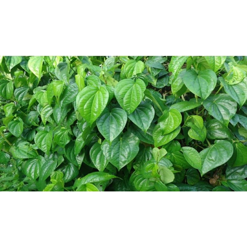 

Daun Sirih Segar Langsung Petik ( Herbal / Tradisional )