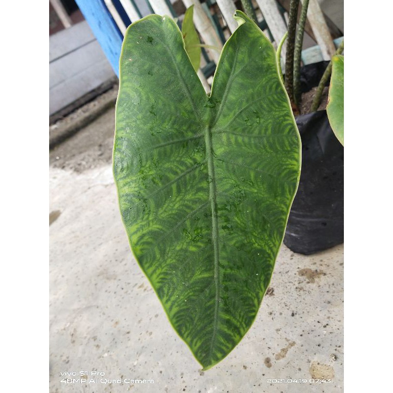 bonggol alocasia karpet
