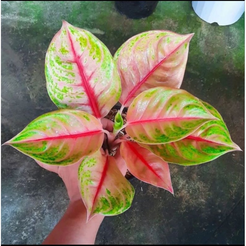 Aglonema Jameela jackpot asli
