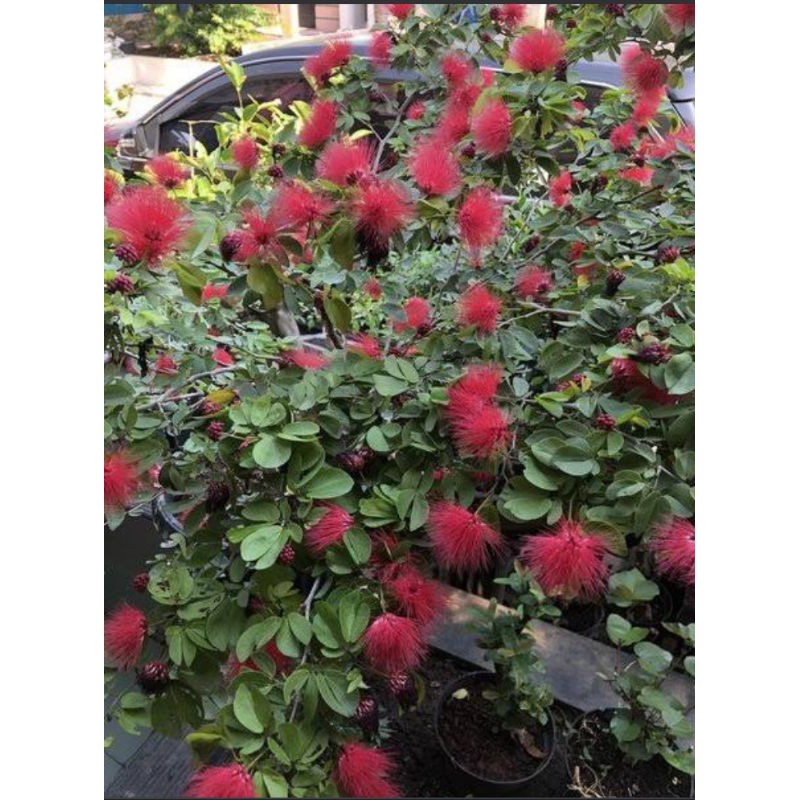 TERBARU bibit bunga kaliandra /lusiana HARGA HANCUR