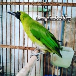 burung cucak ijo bondol body big