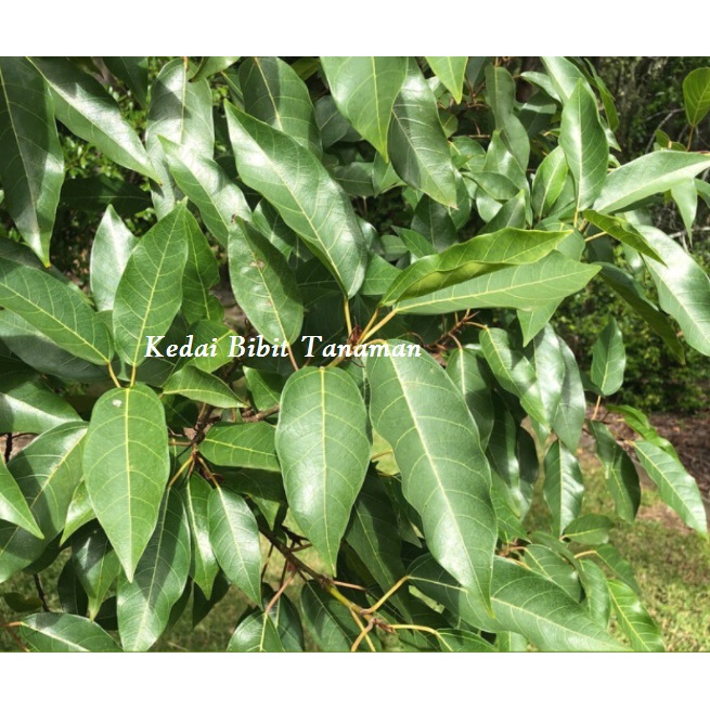 Bibit Pohon Loa Bahan Bonsai