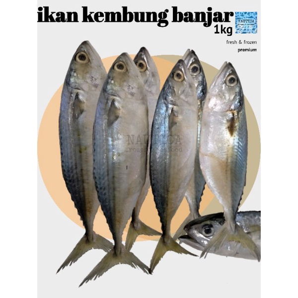 

IKAN KEMBUNG BANJAR