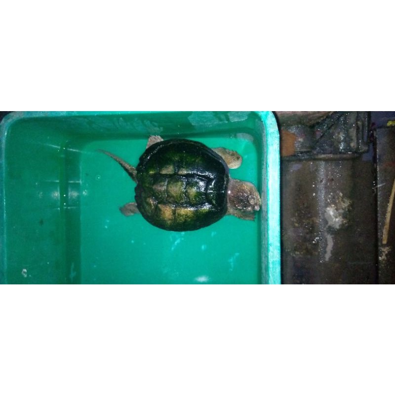 CST (commun snapping turtle)