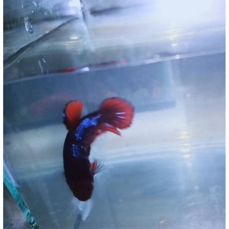 Ikan Cupang Famale/Betina Avatar