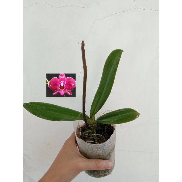 anggrek bulan ungu kemerahan totol putih