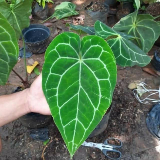 Tanaman hias anthurium magnificum hybrid
