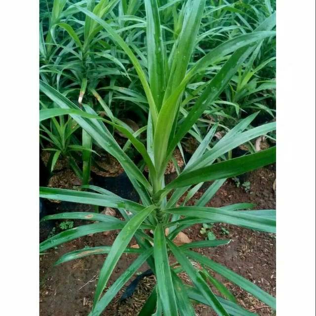 BIBIT DAUN SUJI PEWARNA MAKANAN ALAMI