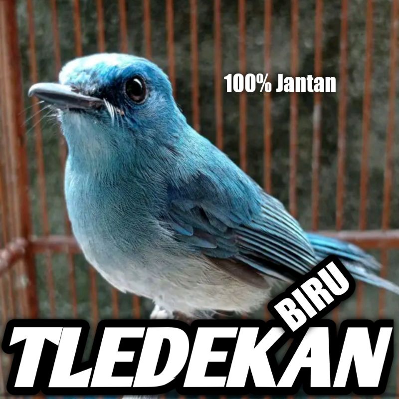 Burung tledekan biru atau slendang biru jantan bunyi bahan Rawatan