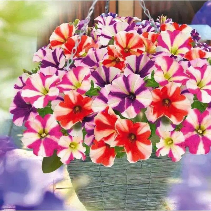 5 Biji Benih Bibit Bunga Langka Petunia Colorful Termurah Mudah Hidup Warna Menarik Mudah Hidup-Petunia Star
