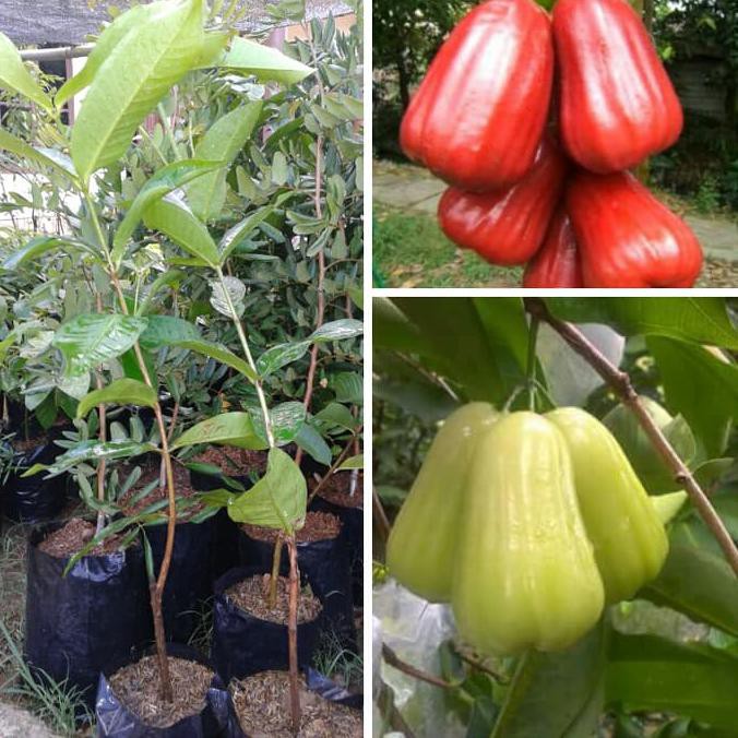 Terlaris Bibit Jambu Air Madu Delli + Bibit Jambu Air Madu Merah