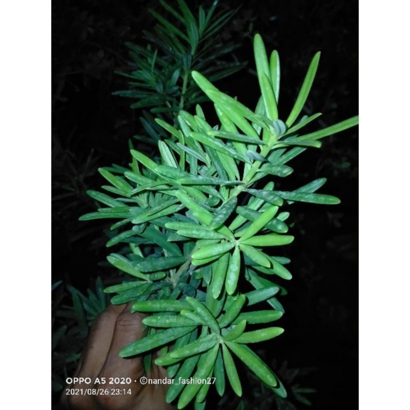 5 ENTRES LOHANSUNG MAWAR SUPER