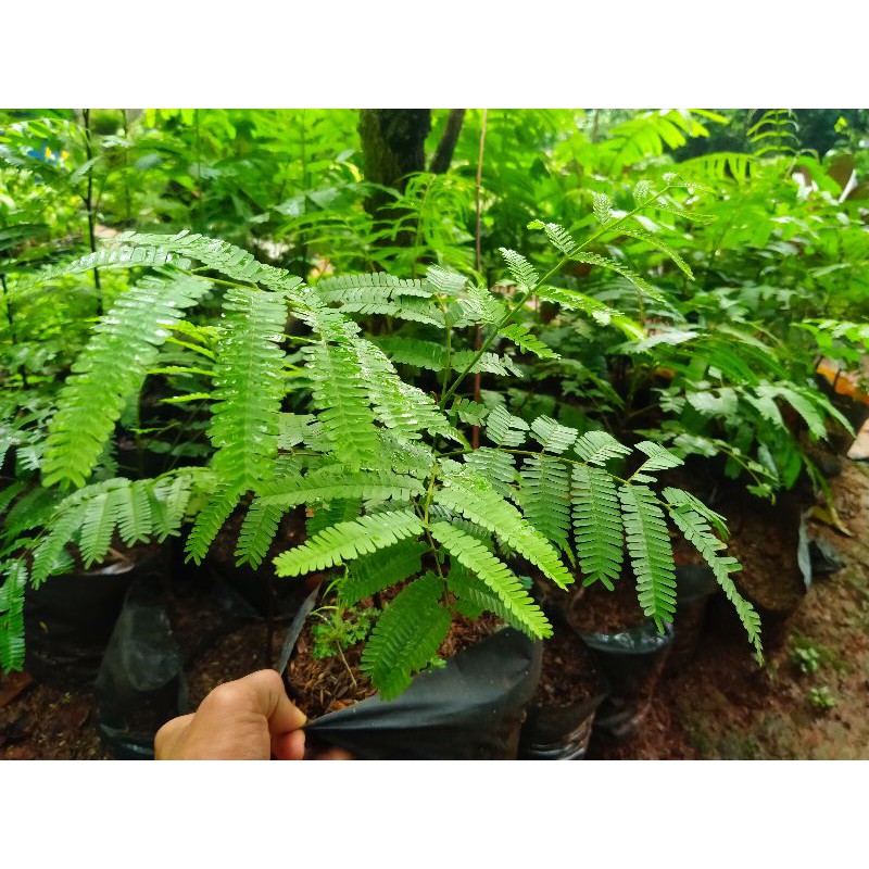 BIBIT TANAMAN PETAI BESAR - PETE GEDE