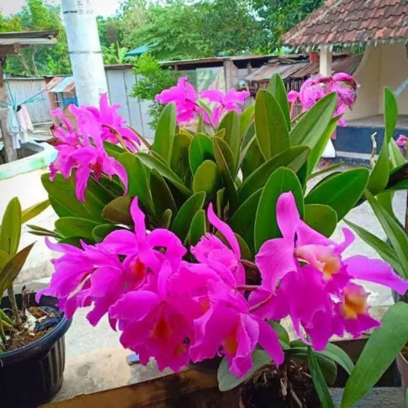 jenis tanaman hias anggrek calltea dendro