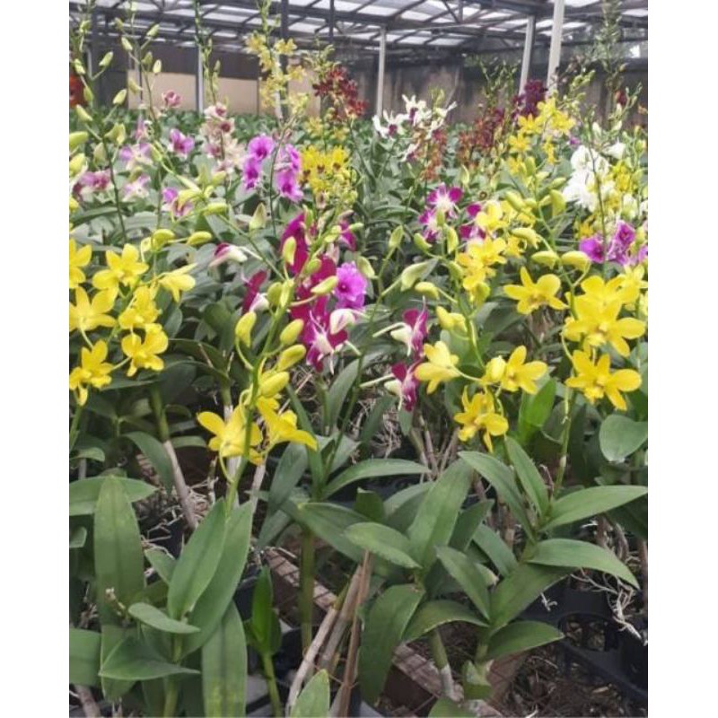 Anggrek dendrobium dewasa spike | bunga anggrek dendrobium