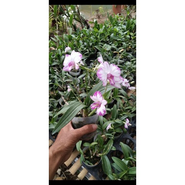 Anggrek Dendrobium Enobi Mini