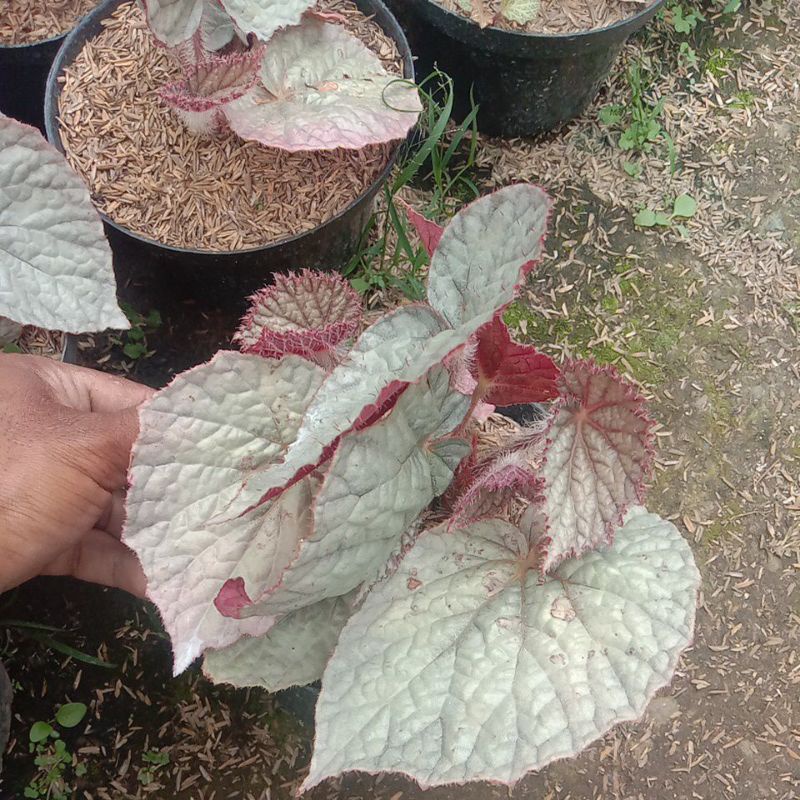Begonia Silver Pink