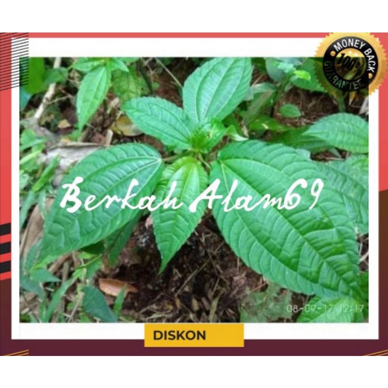 

Daun Pohpohan Segar 500gram/Lalapan Khas Sunda