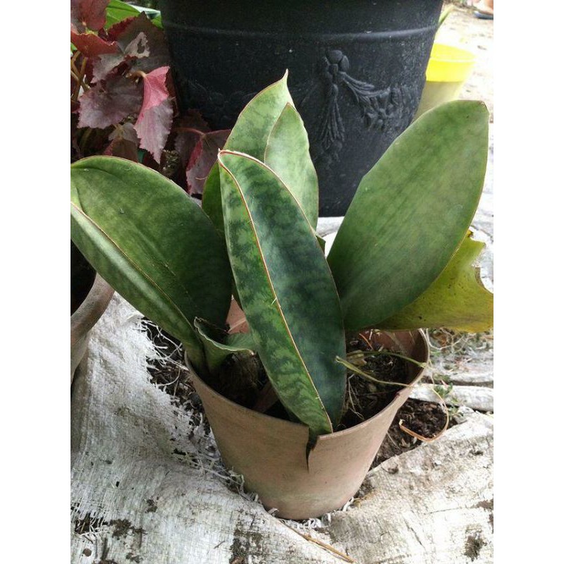 Bibit Tanaman Hias Sansivera - Lidah Mertua Centong - Sansevieria Masoniana Giant