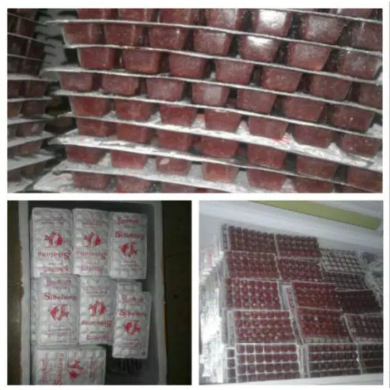 

CACING BEKUU BERKUALITAS