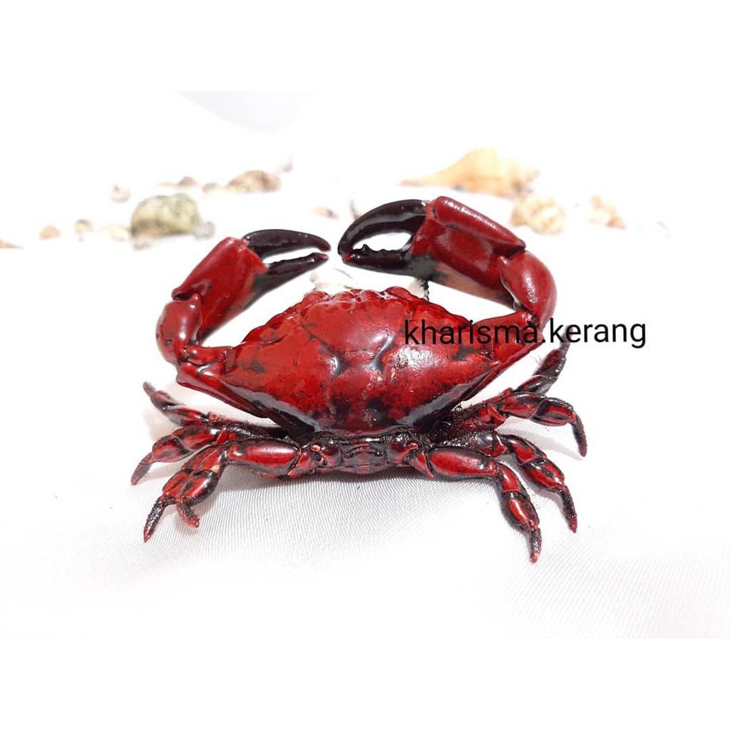 KHARISMA KERANG - KEPITING HIAS KEPITING KERING KEPITING DECORASI KEPITING PAJANGAN KEPITING ASLI