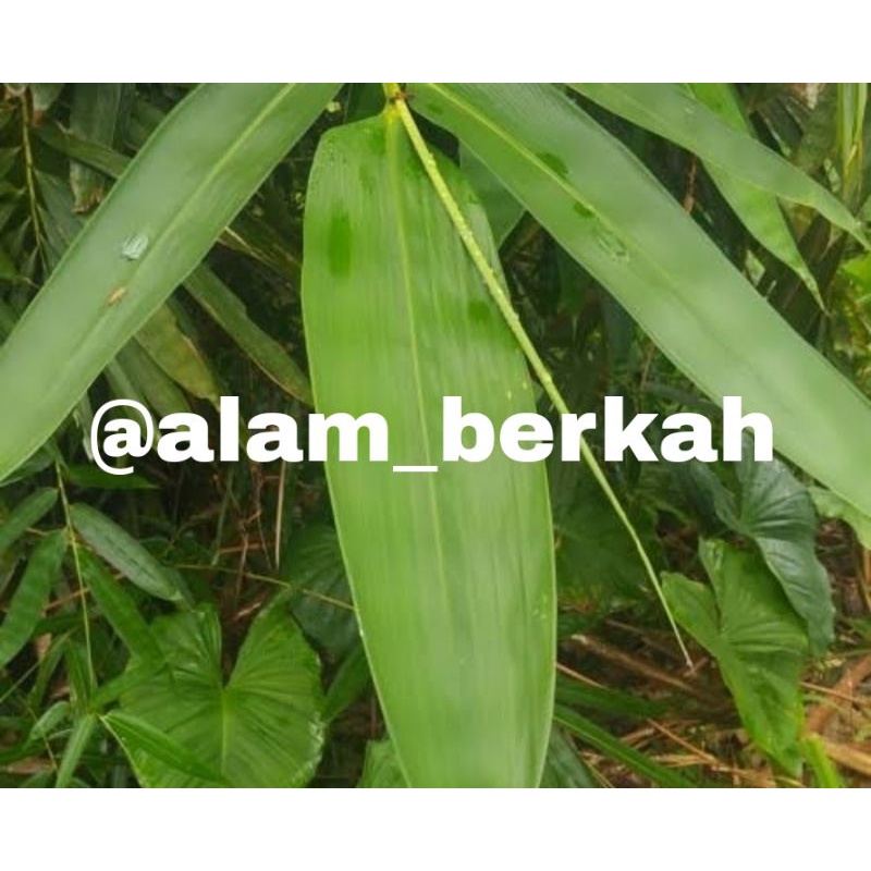 

DAUN BAMBU SEGAR DAUN BACANG BAKCHANG 500gram