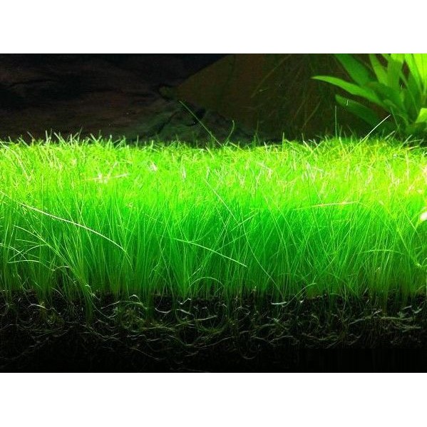 Bibit Benih Tanaman Air Mini Hair Grass Hairgrass Seed Aquascape Aquarium