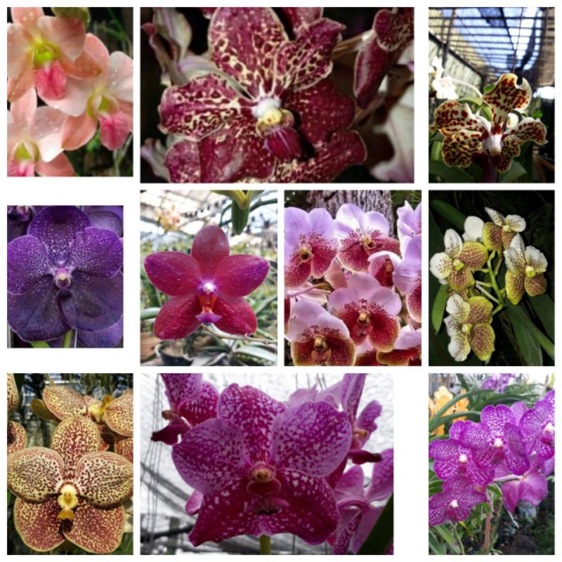 Sedling Vanda Hybrid Premium