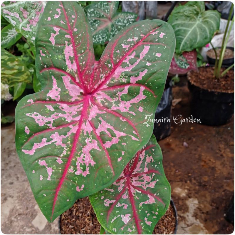 Bibit Keladi Hias Carolina Worthon - Bibit keladi - Caladium