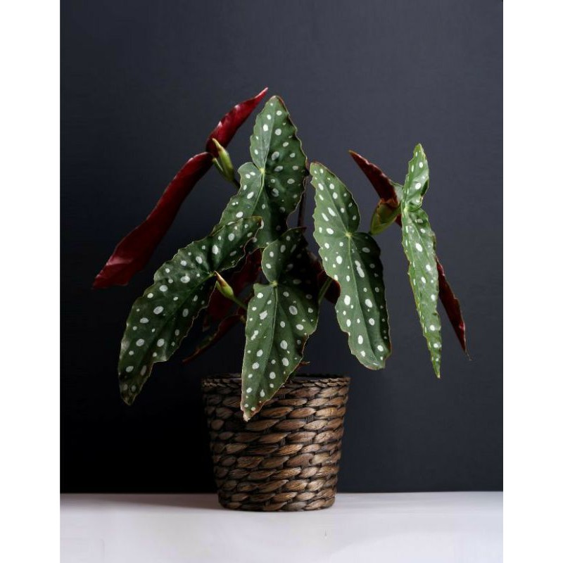 Tanaman bias begonia maculata polkadot - BEGONIA MACULATA