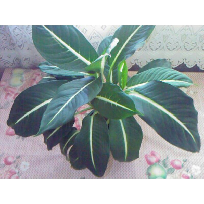 tanaman hias aglaonema difen gurita