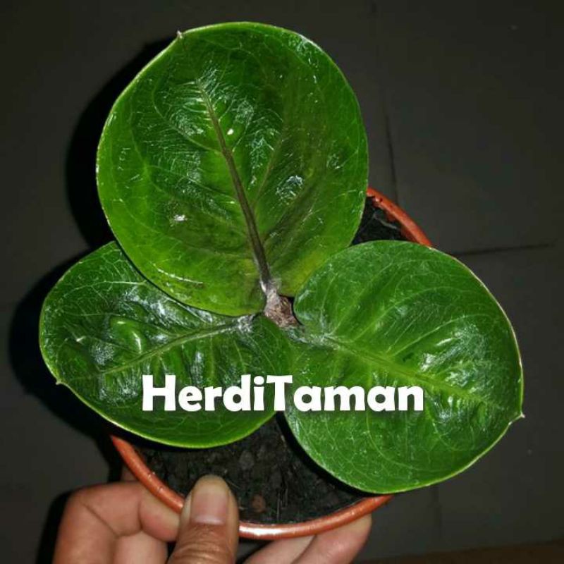 Tanaman Hias Anthurium Mangkok//Anthurium Mangkok
